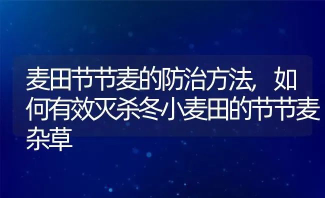 麦田节节麦的防治方法,如何有效灭杀冬小麦田的节节麦杂草 | 养殖常见问题