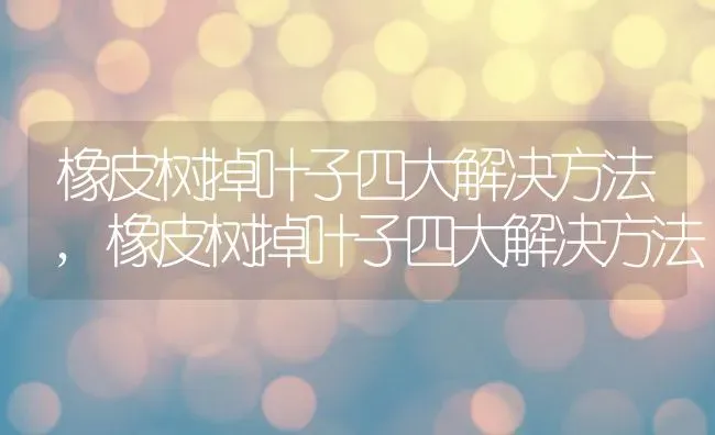 橡皮树掉叶子四大解决方法,橡皮树掉叶子四大解决方法 | 养殖常见问题