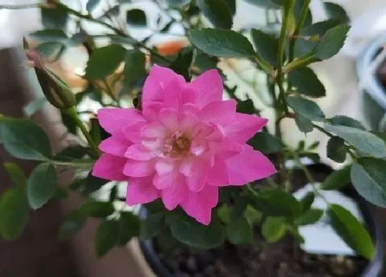 植物常识问题|月季夏季生长缓慢吗（月季生长最快的温度与季节）
