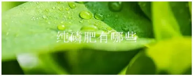 纯磷肥有哪些 | 科普知识