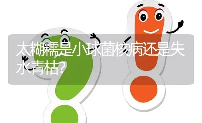 太糊糯是小球菌核病还是失水青枯? | 养殖问题解答