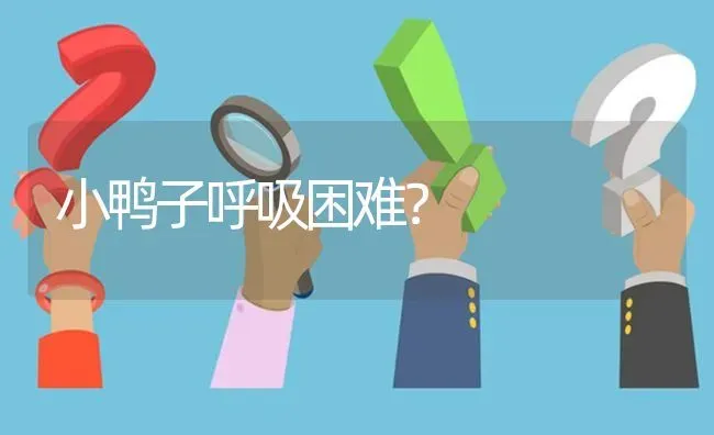 小鸭子呼吸困难? | 养殖问题解答