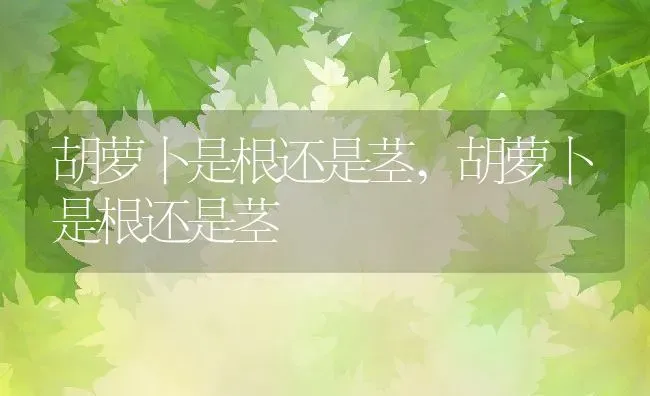 胡萝卜是根还是茎,胡萝卜是根还是茎 | 养殖常见问题