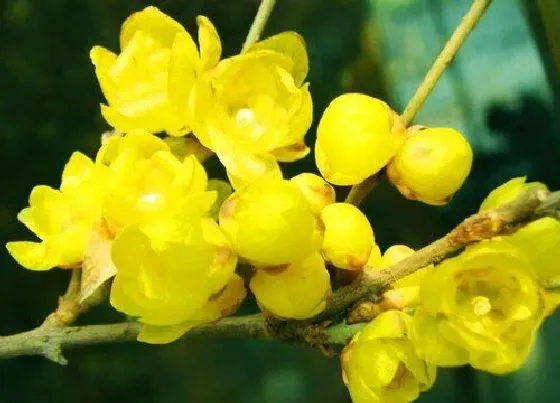 植物常识问题|冬天开放的花有什么花图片 常见冬季开花的花卉植物