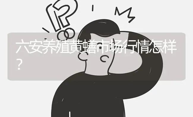 六安养殖黄蟮市场行情怎样? | 养殖问题解答