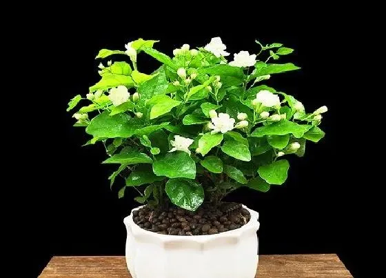 植物常识问题|茉莉花如何换盆避免干枯死亡