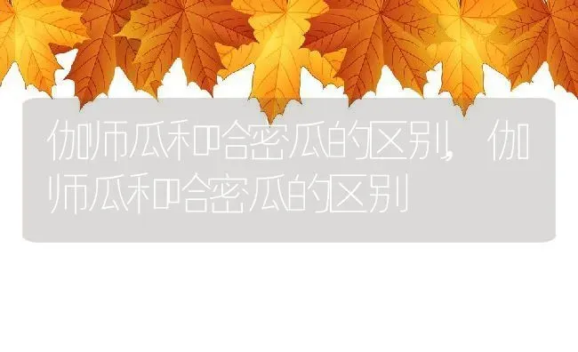 伽师瓜和哈密瓜的区别,伽师瓜和哈密瓜的区别 | 养殖常见问题