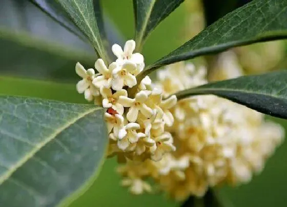 植物常识问题|桂花一共有几种颜色 分别是什么颜色、形状、香味特点