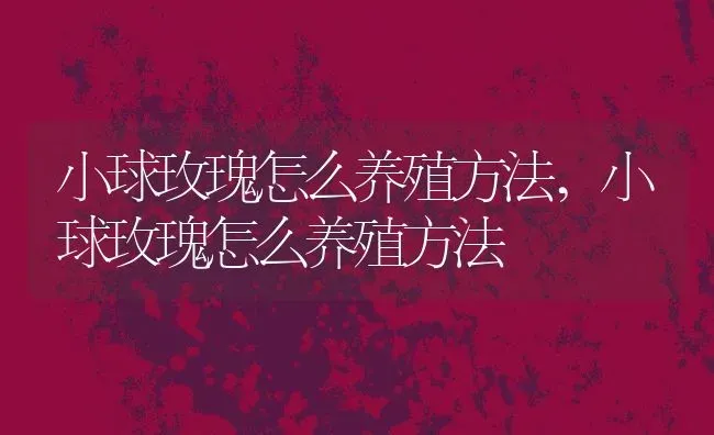 小球玫瑰怎么养殖方法,小球玫瑰怎么养殖方法 | 养殖常见问题