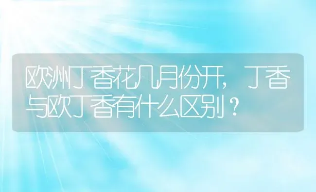 欧洲丁香花几月份开,丁香与欧丁香有什么区别？ | 养殖常见问题