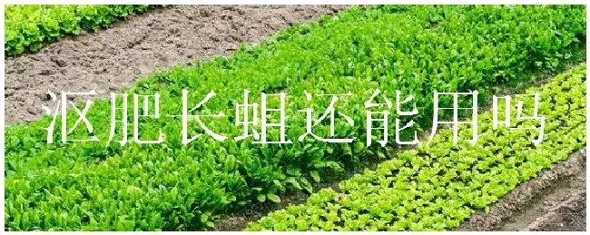 沤肥长蛆还能用吗 | 农业答疑