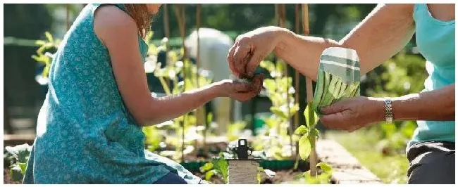 花盆种菜怎么施肥 | 农业问题