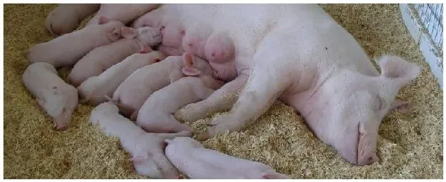 母猪怀孕期间喂什么饲料怀孕母猪可以打口蹄疫苗吗 | 三农答疑