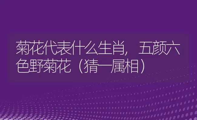 菊花代表什么生肖,五颜六色野菊花（猜一属相） | 养殖常见问题