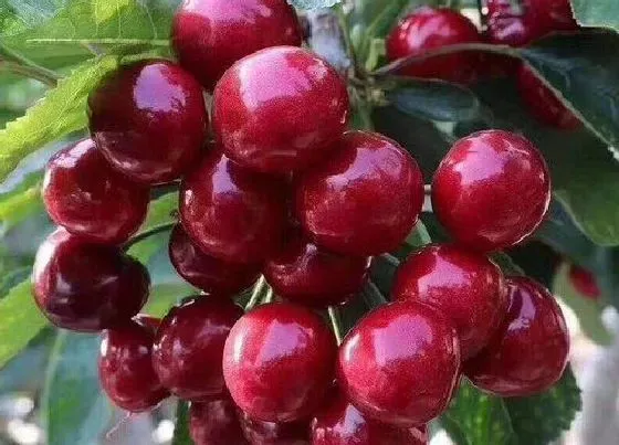 植物常识问题|樱桃的种植方法和技巧
