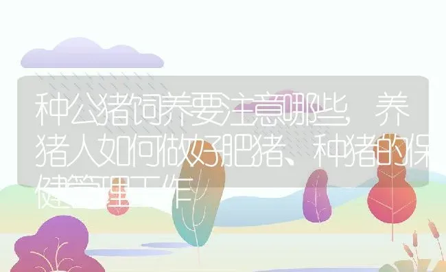 种公猪饲养要注意哪些,养猪人如何做好肥猪、种猪的保健管理工作 | 养殖常见问题