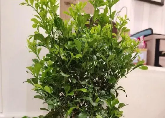 植物常识问题|如何养好米兰花才能够四季开花不断