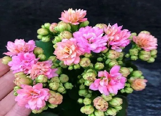 植物常识问题|长寿花有哪些促花神药