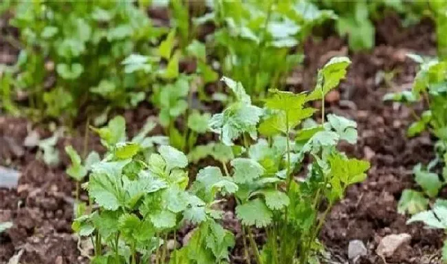 植物常识问题|香菜追肥应该施什么肥料最好（香菜施什么肥料长得快）