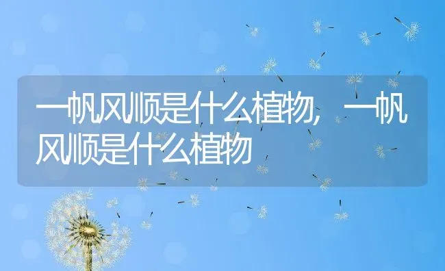 一帆风顺是什么植物,一帆风顺是什么植物 | 养殖常见问题