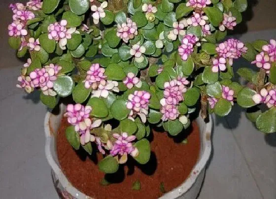 植物常识问题|金枝玉叶出现黄叶该怎么进行解决