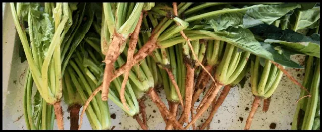 菠菜灰霉病如何防治 | 农业问题