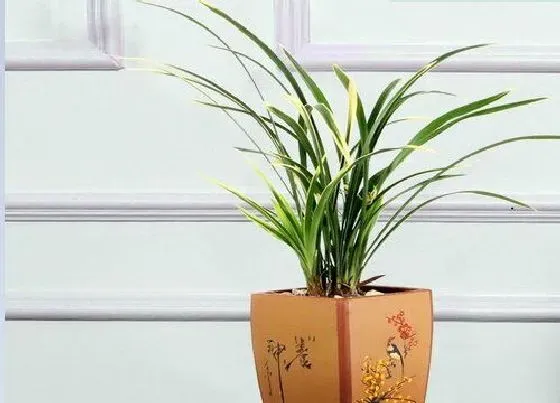 植物常识问题|兰花叶片颜色暗淡泛黄是什么原因