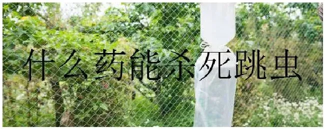 什么药能杀死跳虫 | 生活常识