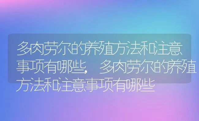 多肉劳尔的养殖方法和注意事项有哪些,多肉劳尔的养殖方法和注意事项有哪些 | 养殖常见问题