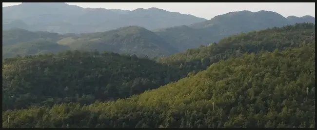 最简单的驱鸟办法 | 科普知识