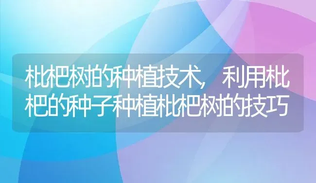 枇杷树的种植技术,利用枇杷的种子种植枇杷树的技巧 | 养殖常见问题