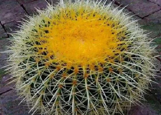 植物常识问题|仙人球上盆前需要注意哪些细节