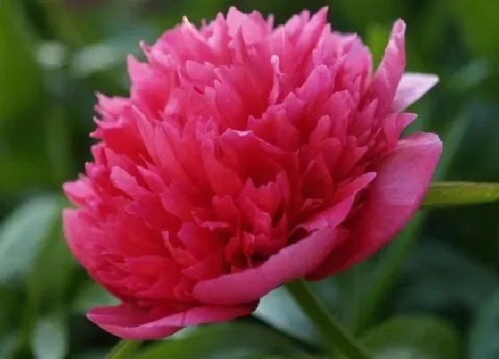 植物常识问题|花卉品种