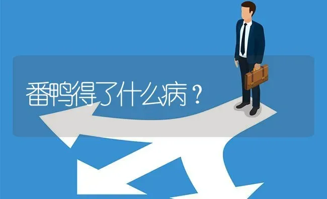 番鸭得了什么病? | 养殖问题解答