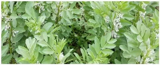 蚕豆生长期多少天能收一般在什么时候种植合适 | 三农问答