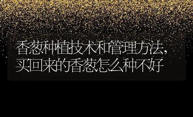 香葱种植技术和管理方法,买回来的香葱怎么种不好 | 养殖常见问题