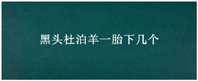 黑头杜泊羊一胎下几个 | 三农答疑