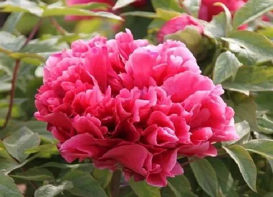 植物常识问题|牡丹花长什么样子