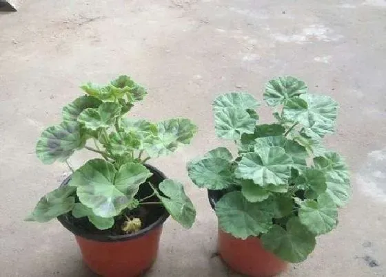 植物常识问题|天竺葵为什么不开花只长叶 天竺葵徒长不开花原因分析