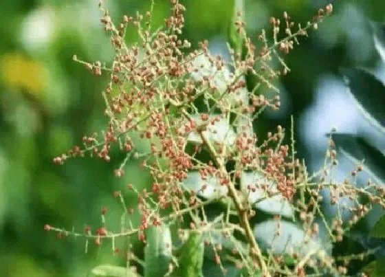 植物常识问题|五倍子花的功效与作用 采花酿蜂蜜的蜜粉源