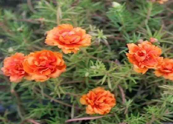 植物常识问题|夏季太阳花怎么养护花开满盆