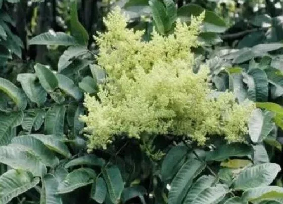 植物常识问题|五倍子花的功效与作用 采花酿蜂蜜的蜜粉源