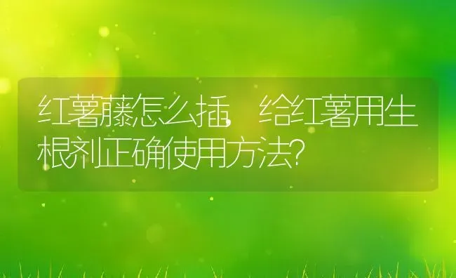 红薯藤怎么插,给红薯用生根剂正确使用方法？ | 养殖常见问题