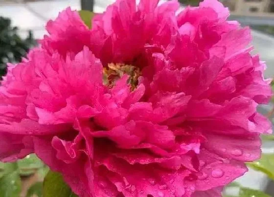 植物常识问题|牡丹花长什么样子