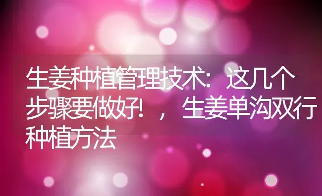生姜种植管理技术:这几个步骤要做好!,生姜单沟双行种植方法 | 养殖常见问题