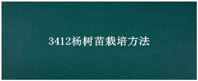 3412杨树苗栽培方法 | 农业答疑