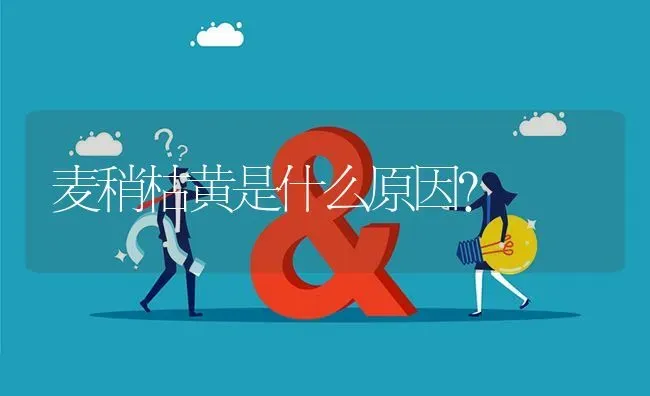 麦稍枯黄是什么原因? | 养殖问题解答