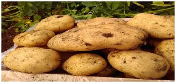 土豆种植用不用打岔 | 农业常识