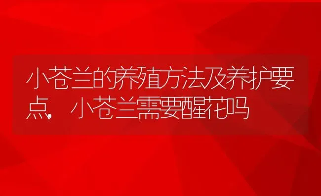 小苍兰的养殖方法及养护要点,小苍兰需要醒花吗 | 养殖常见问题