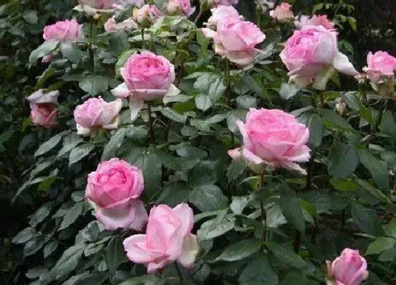 植物常识问题|月季夏季生长缓慢吗（月季生长最快的温度与季节）